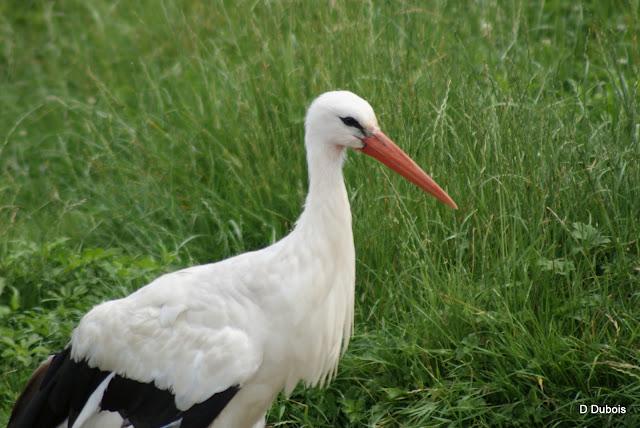 Les Cigognes réserve de la Haute touche