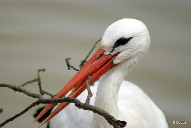 Les Cigognes réserve de la Haute touche