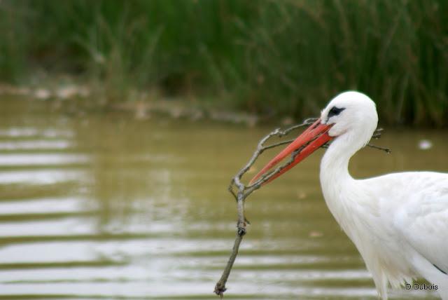 Les Cigognes réserve de la Haute touche