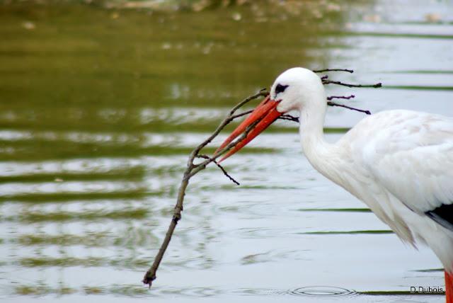 Les Cigognes réserve de la Haute touche