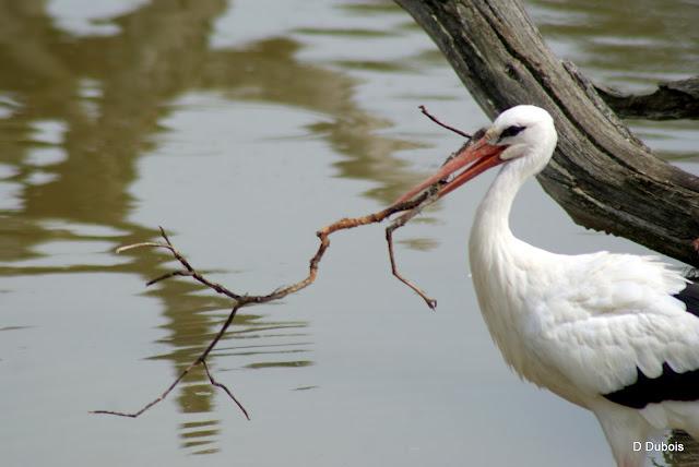 Les Cigognes réserve de la Haute touche
