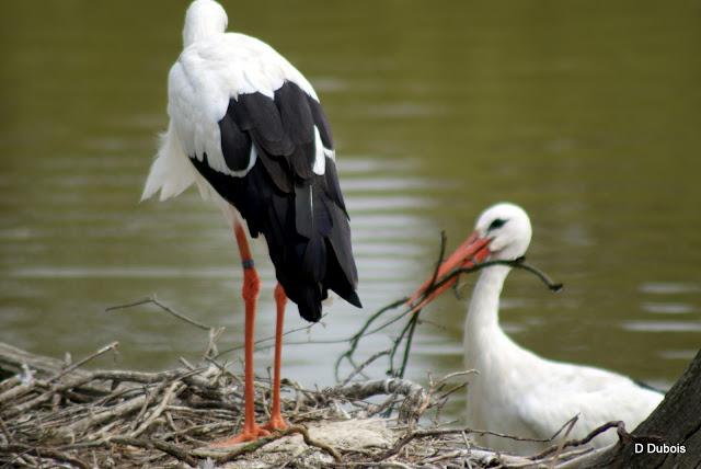 Les Cigognes réserve de la Haute touche