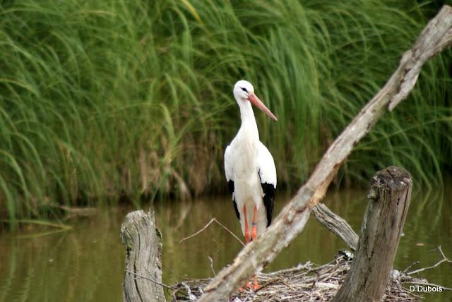 Les Cigognes réserve de la Haute touche