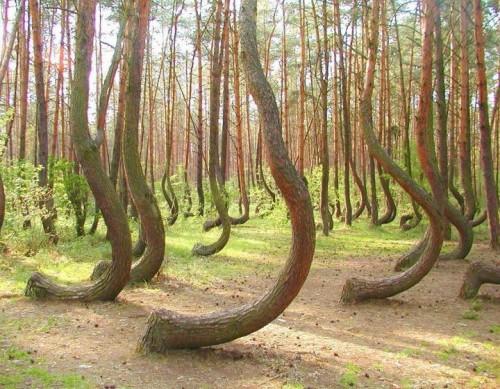 été_paradis_foret_wood_crooked_forest_poland_pologne_polska.jpg