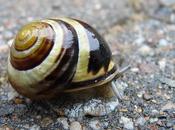 Snail Escargot
