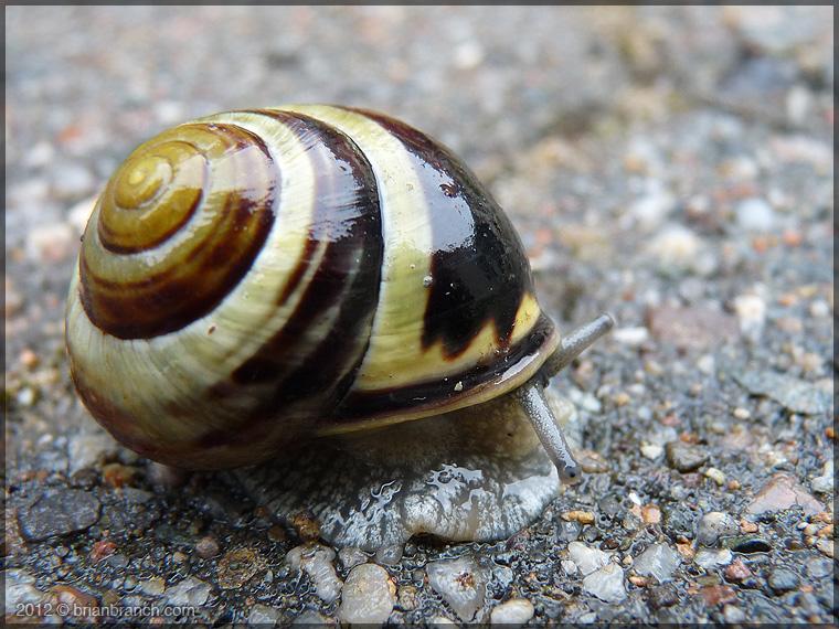 P1270222_snail