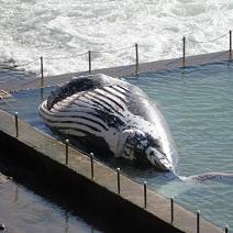 Une baleine morte dans la piscine