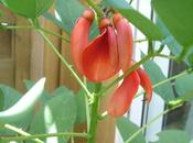 Floraison Erythrina
