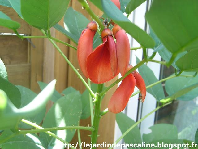 Floraison Erythrina
