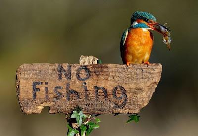 Insolite edition  //