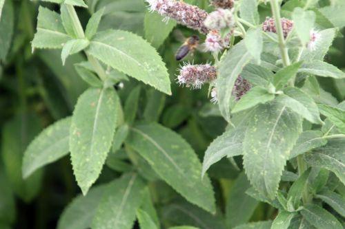 mentha longifolia feuilles paris 21 juil 2012 055.jpg
