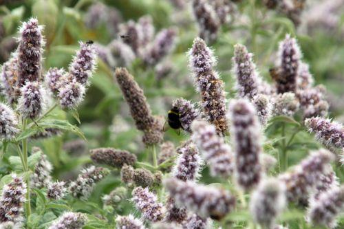 paris 21 juil 2012 054.jpg