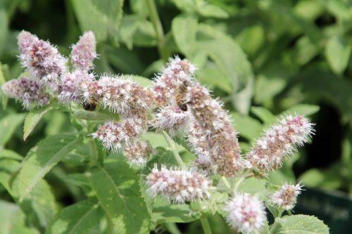 paris 21 juil 2012 050.jpg