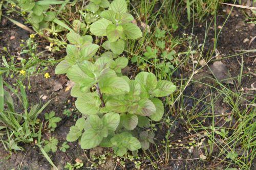 menthe aq paris 18 mai 113.jpg