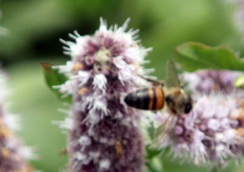 paris 21 juil 2012 046.jpg