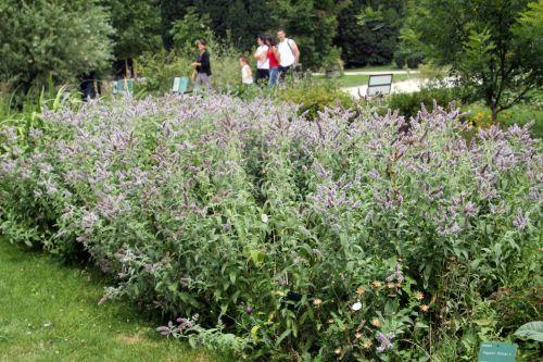 1 mentha longifolia paris 21 juil 2012 044.jpg