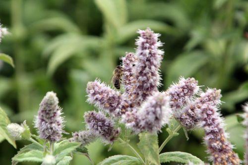 paris 21 juil 2012 047.jpg