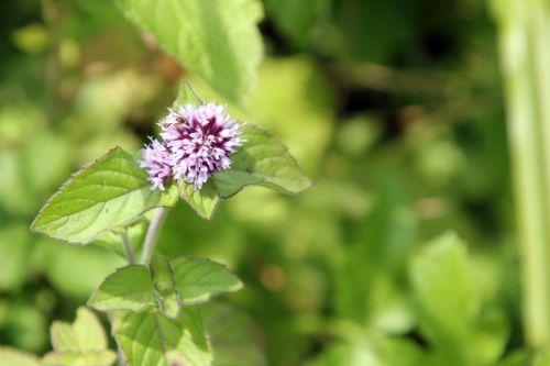 menthe aq romi 11 juil 2011 008.jpg