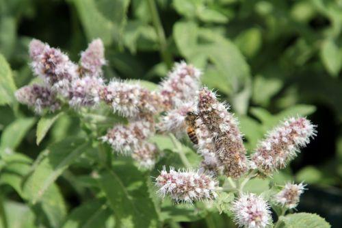 paris 21 juil 2012 049.jpg