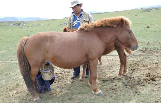 Jour 9 : Lait de jument et ascension à 2312 mètres