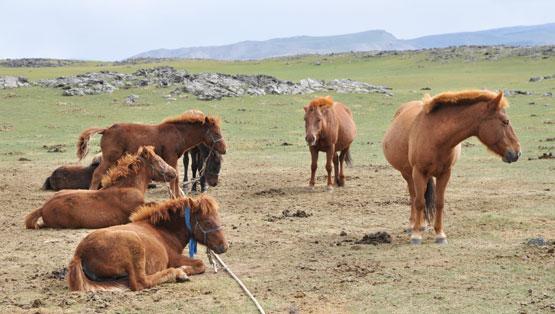 Jour 9 : Lait de jument et ascension à 2312 mètres