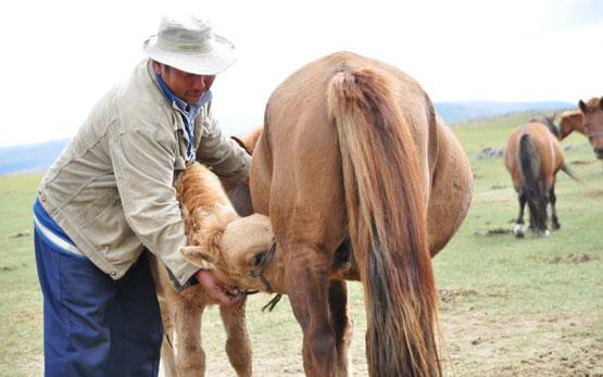 Jour 9 : Lait de jument et ascension à 2312 mètres