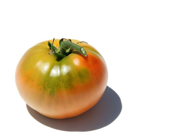 Tomato pantano