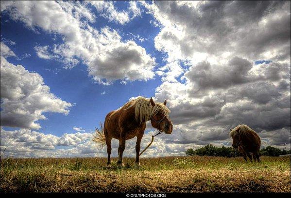 HDR-chevaux