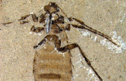 Découverte d’un fossile complet d’un insecte vieux de 365 millions d’années