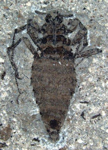 Découverte d’un fossile complet d’un insecte vieux de 365 millions d’années
