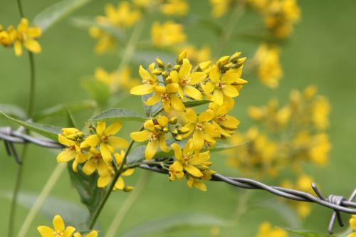 a lysimachia vulgaris romilly 16 juil 2012 244.jpg