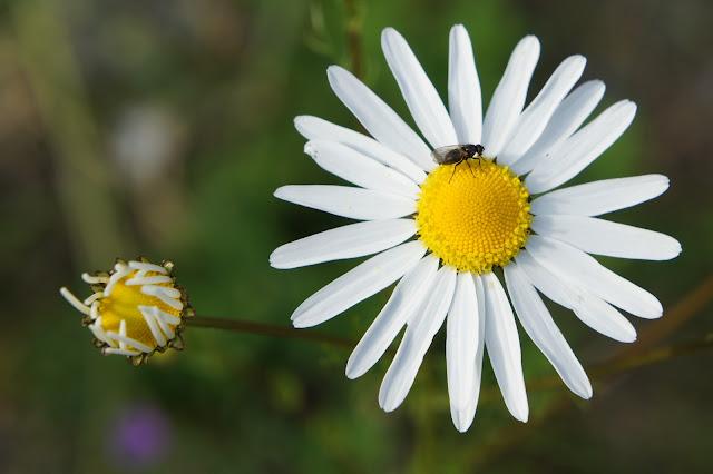 Je vous emmène ... au Col de la Lombarde