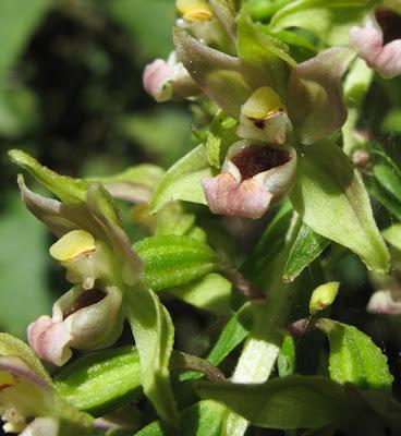 Épipactis helleborine : une orchidée très polymorphe