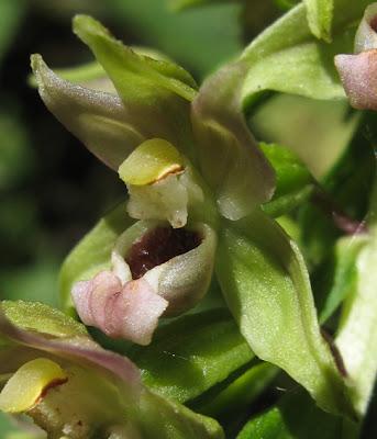Épipactis helleborine : une orchidée très polymorphe
