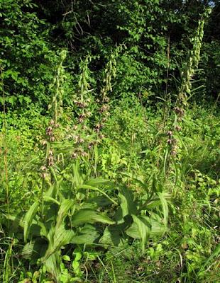 Épipactis helleborine : une orchidée très polymorphe