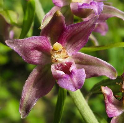 Épipactis helleborine : une orchidée très polymorphe