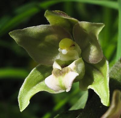 Épipactis helleborine : une orchidée très polymorphe