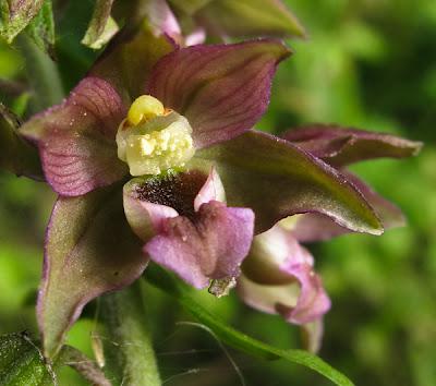 Épipactis helleborine : une orchidée très polymorphe