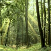 Emploi et carbone, les bénéfices de nos forêts françaises