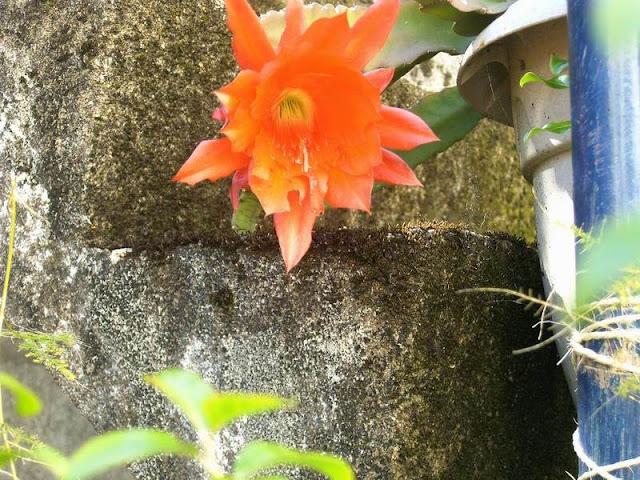 déporté par la foule