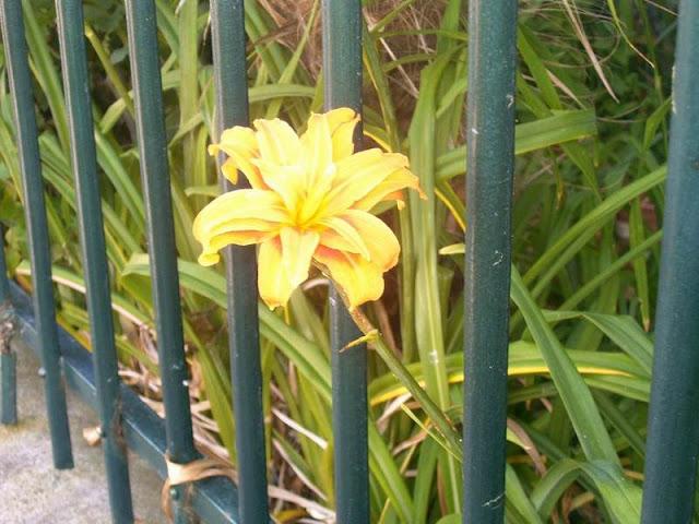 déporté par la foule