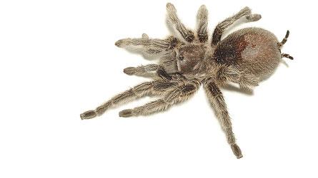 Les araignées cannibales procréent davantage