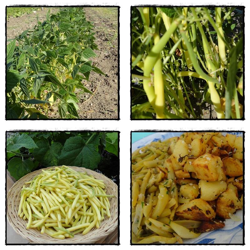 Haricots beurre et pommes de terre de la motte, 2 août 2012
