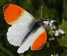 Le saviez-vous ► Vrai ou Faux : Si l’on touche les ailes d’un papillon, il meurt.