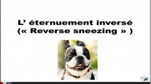 Conseils pour gérer l’éternuement inversé chez le chien : » reverse sneezing  » .