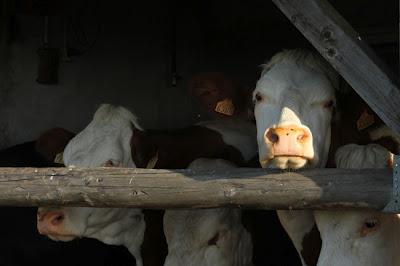 Encore des vaches, mais des Vosgiennes