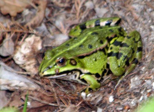 2 rana romi 2 mai 122.jpg