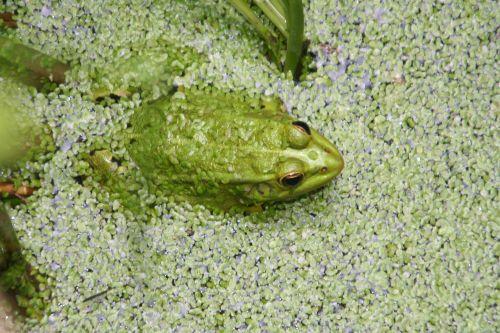 3 romi 1aoûi 2010 020.jpg