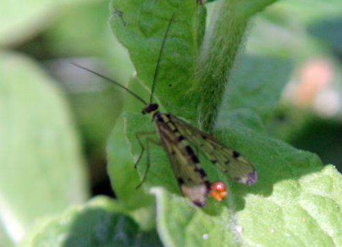 7 mouche scorpion romilly 4 août 2012 054.jpg