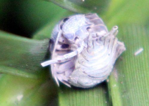 11 cloporte romilly 4 août 2012 068.jpg